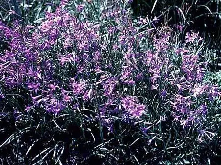 Фото Ixiolirion tataricum (Ixiolirion tataricums)