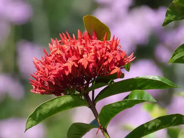 Photo of Ixora coccinea (Ixora coccineas)