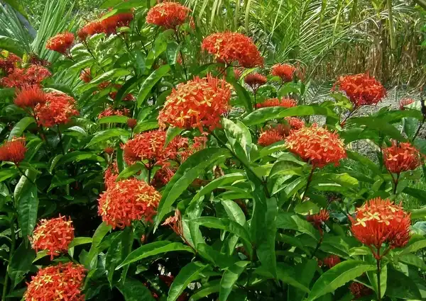 Photo of Ixora coccinea (Ixora coccineas)