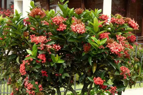 Photo of Ixora coccinea - Ixora coccinea:Alejandro Bayer Tamayo-