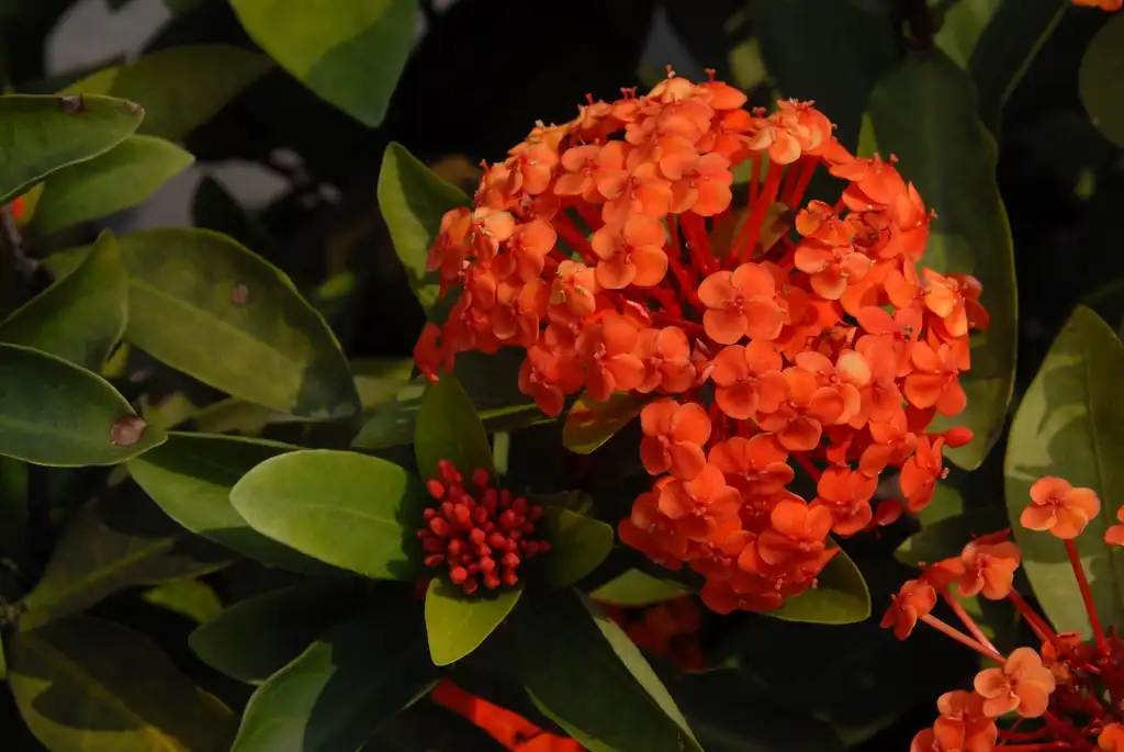 Photo of Ixora coccinea - Flower Close-up:Jim Robbins