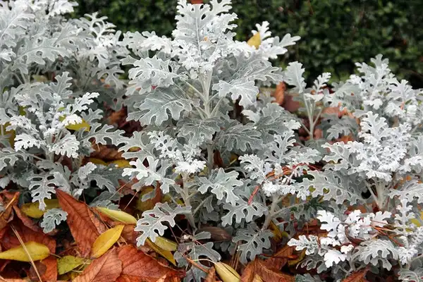 Foto de Jacobaea maritima (Jacobaea maritimas)