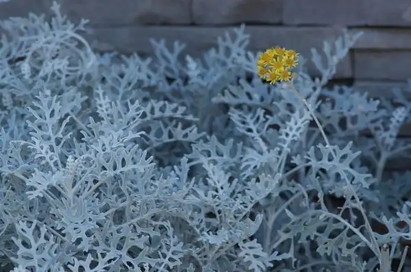 Foto de Jacobaea maritima (Jacobaea maritimas)