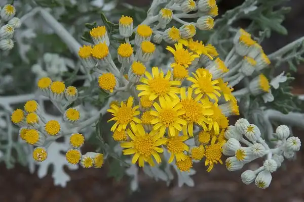 Foto de Jacobaea maritima - Senecio cineraria:Jon Sullivan
