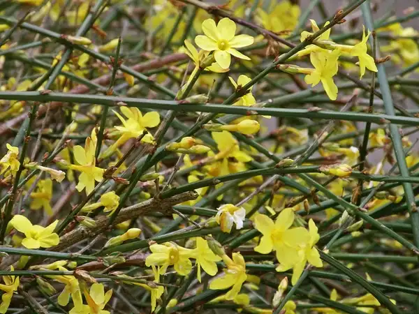 Photo of Jasminum nudiflorum (Jasminum nudiflorums)