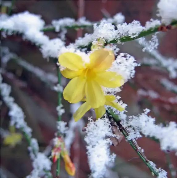 Photo of Jasminum nudiflorum - Jasminum nudiflorum:Xerones