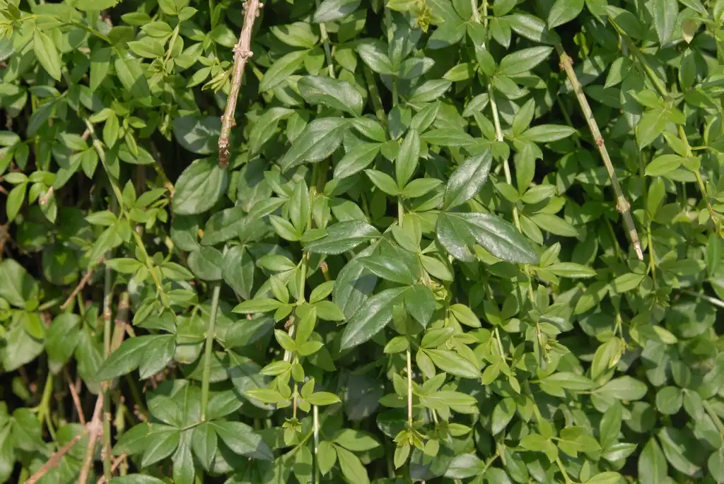 Photo of Jasminum nudiflorum - Leaves:Jim Robbins