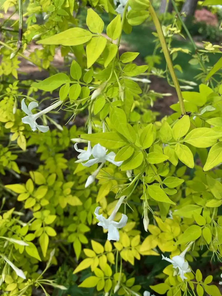 Foto de Jasminum officinale (Jasminum officinales)