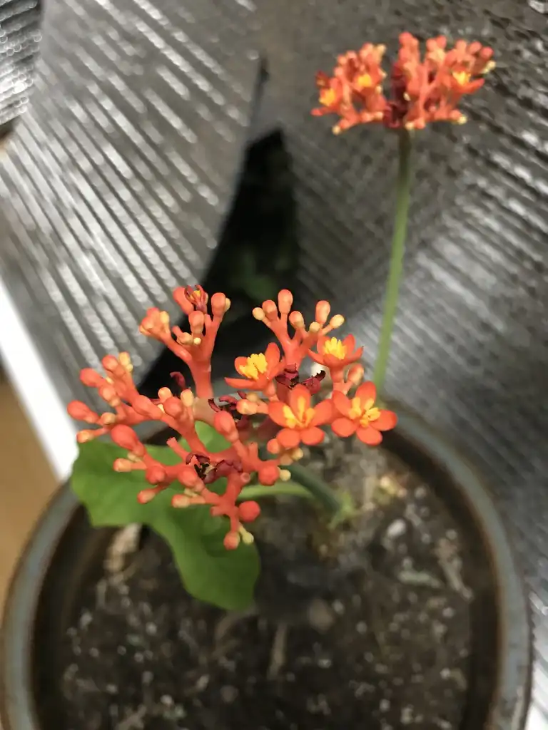 Photo of Jatropha podagrica (Jatropha podagricas)