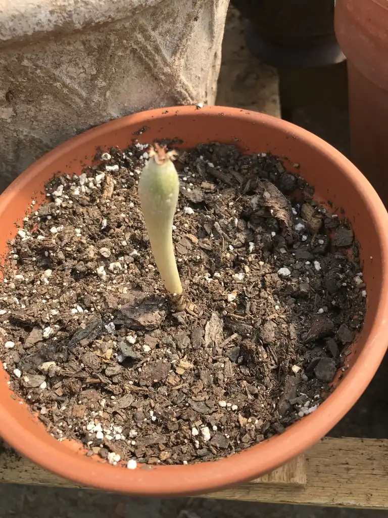 Photo of Jatropha podagrica - Seedling:K. Andre