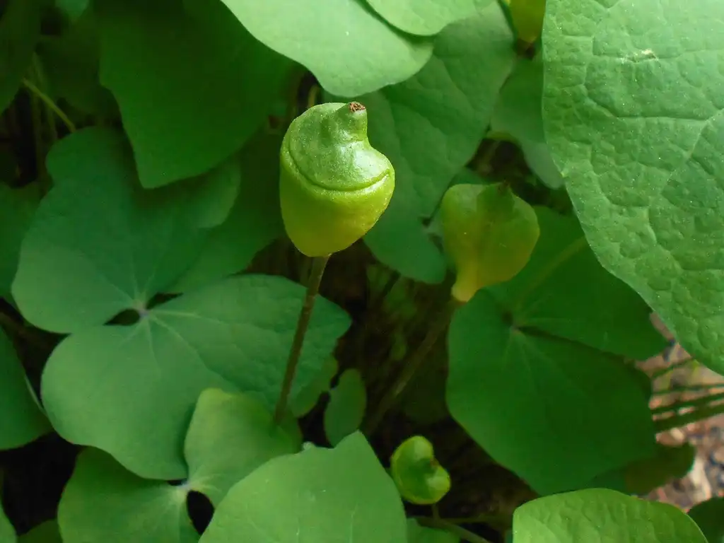 Foto de Jeffersonia diphylla (Jeffersonia diphyllas)