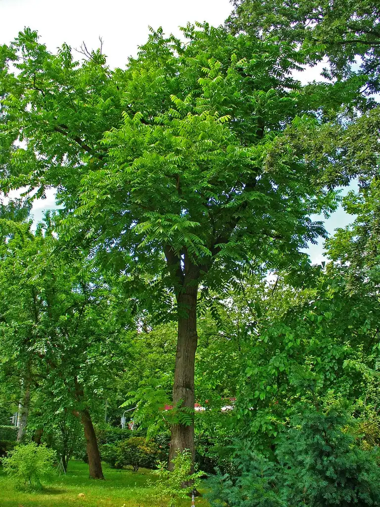 Фото Juglans cinerea (Juglans cinereas)