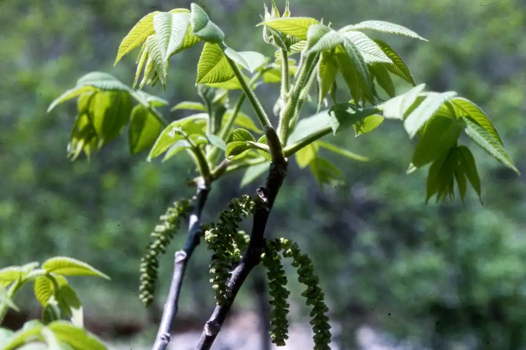 Фото Juglans cinerea (Juglans cinereas)
