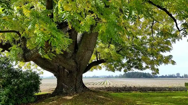 Фото Juglans nigra (Juglans nigras)