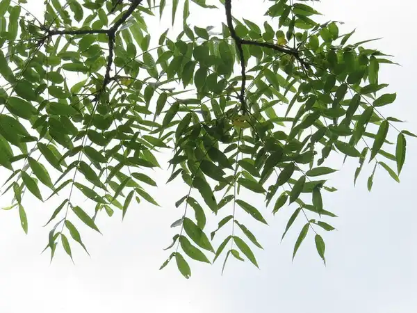 Фото Juglans nigra (Juglans nigras)