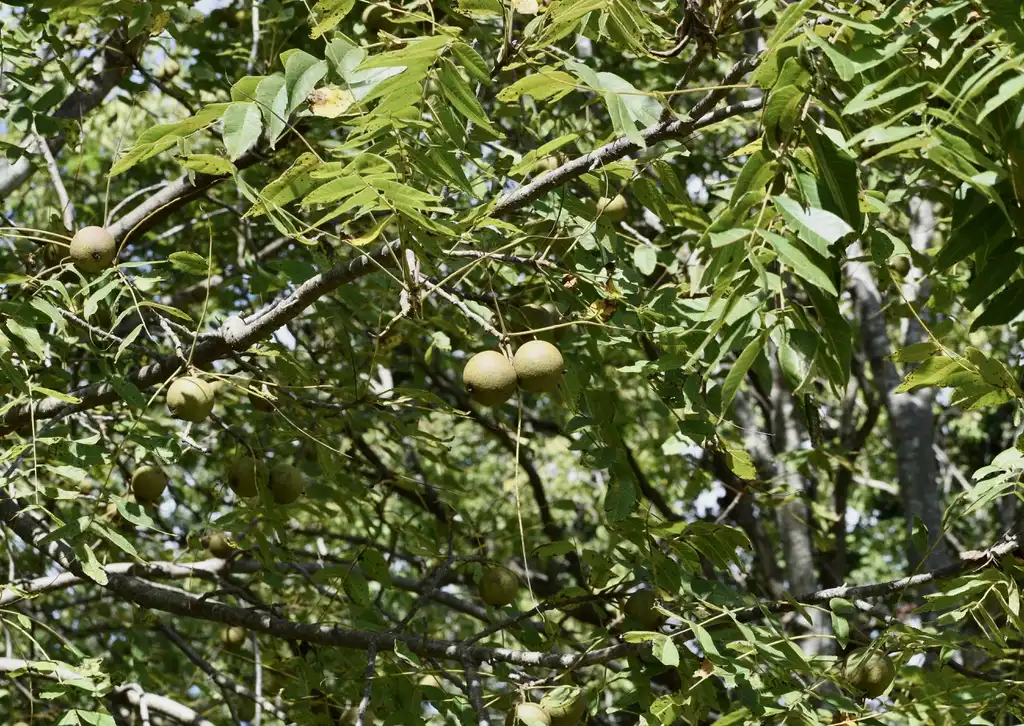 Фото Juglans nigra - Fruit and leaves (Warren County, NC)-Mid Fall:Cathy Dewitt