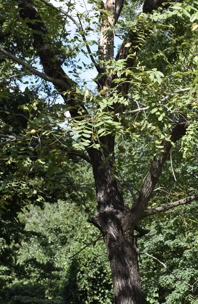 Фото Juglans nigra - Bark (Warren County, NC)-Mid Fall:Cathy Dewitt