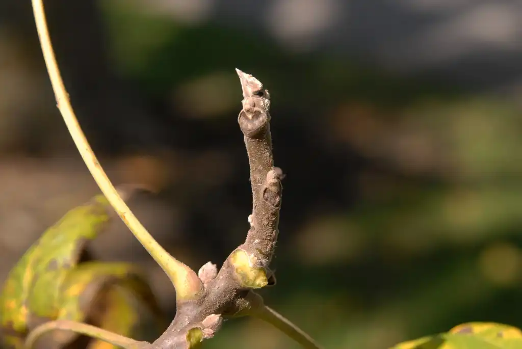 Фото Juglans nigra - Bud:Jim Robbins