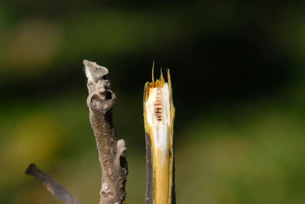 Фото Juglans nigra - Bud Pith:Jim Robbins