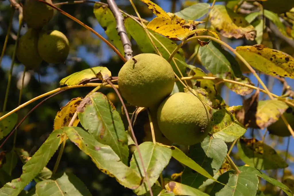 Фото Juglans nigra - Fruit:Jim Robbins