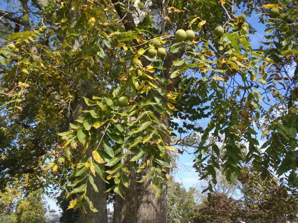 Фото Juglans nigra - Form:Jim Robbins