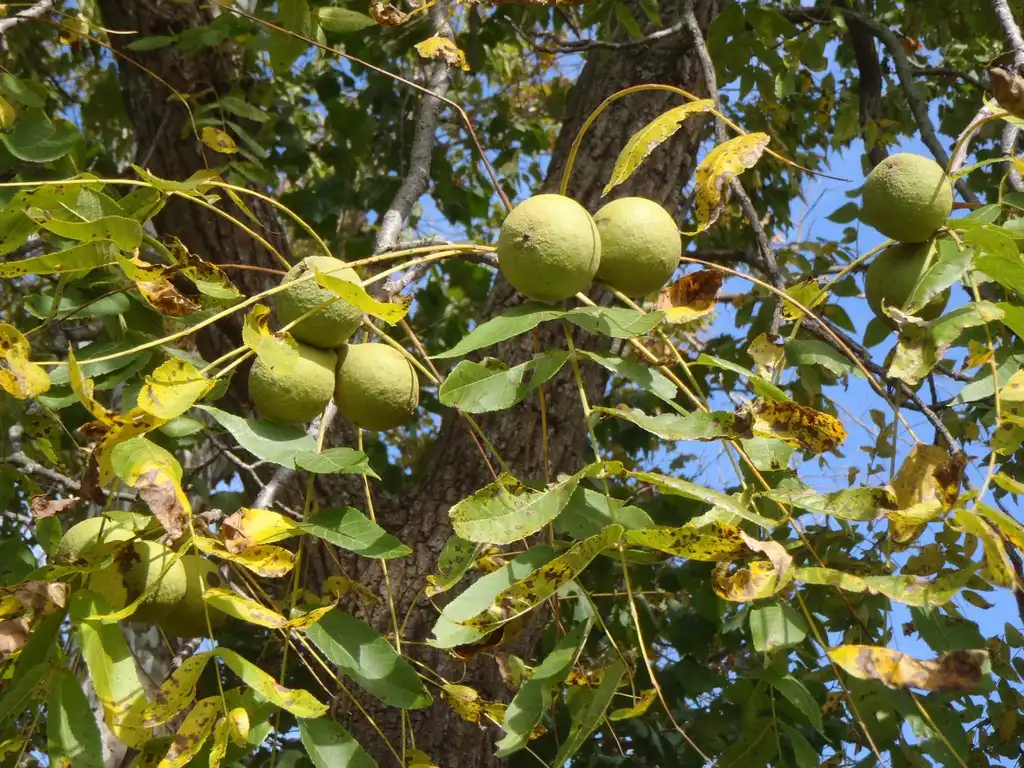 Фото Juglans nigra - Fruit and Leaf:Jim Robbins