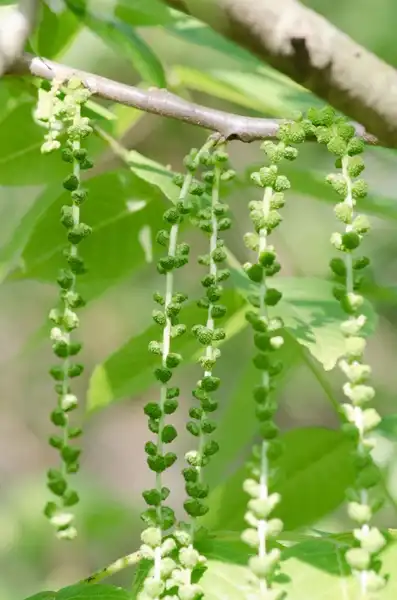 Фото Juglans nigra - :Suzanne Cadwell