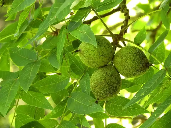 Фото Juglans nigra - :Katja Schulz