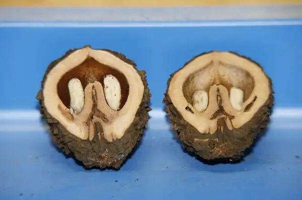 Фото Juglans nigra - :Gary Owens