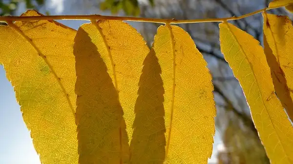 Фото Juglans nigra - :Urban Trees