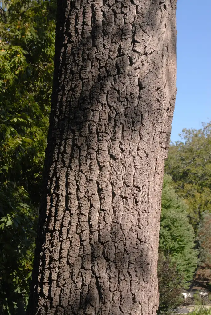 Фото Juglans nigra - Bark:Jim Robbins