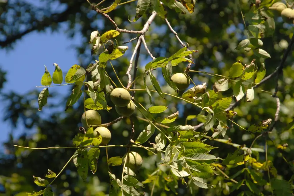 Фото Juglans nigra - Fruit and Leaves:Jim Robbins