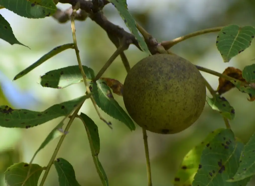 Фото Juglans nigra - Fruit Close-up (Halifax County,NC):Cathy Dewitt