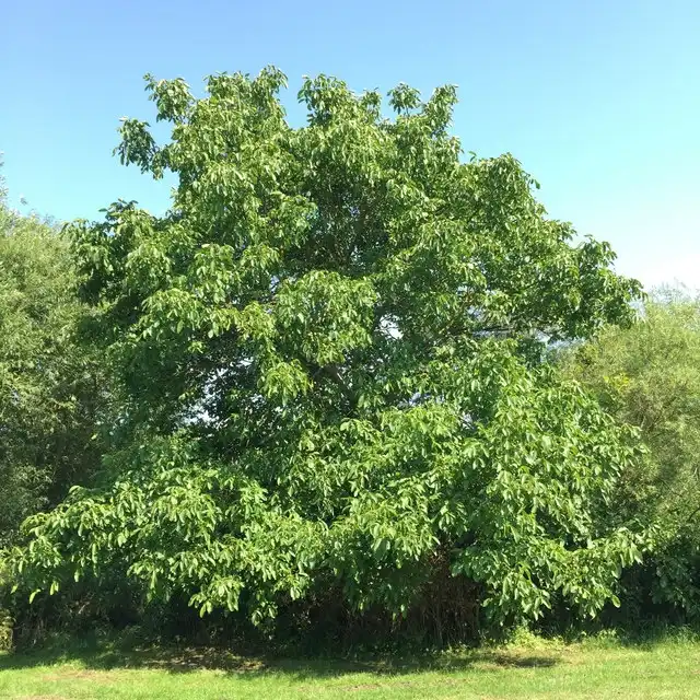 Photo of Juglans regia (Juglans regias)