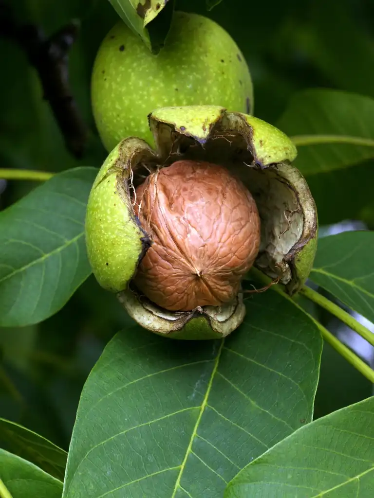 Photo of Juglans regia (Juglans regias)
