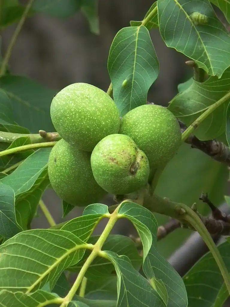 Photo of Juglans regia - Fruit:4028mdk09