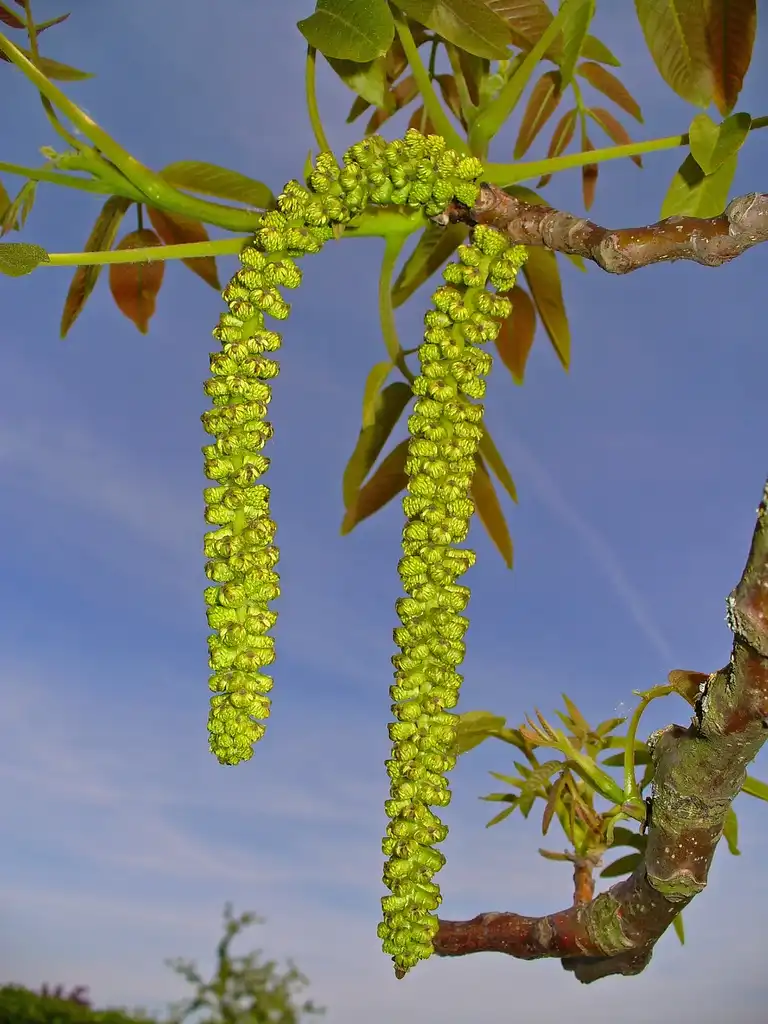 Photo of Juglans regia - Male flowers:H. Zell