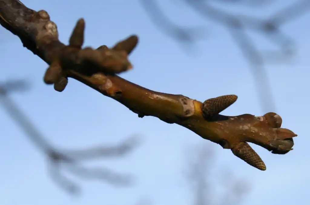Photo of Juglans regia - Stem and buds:Sten Porse