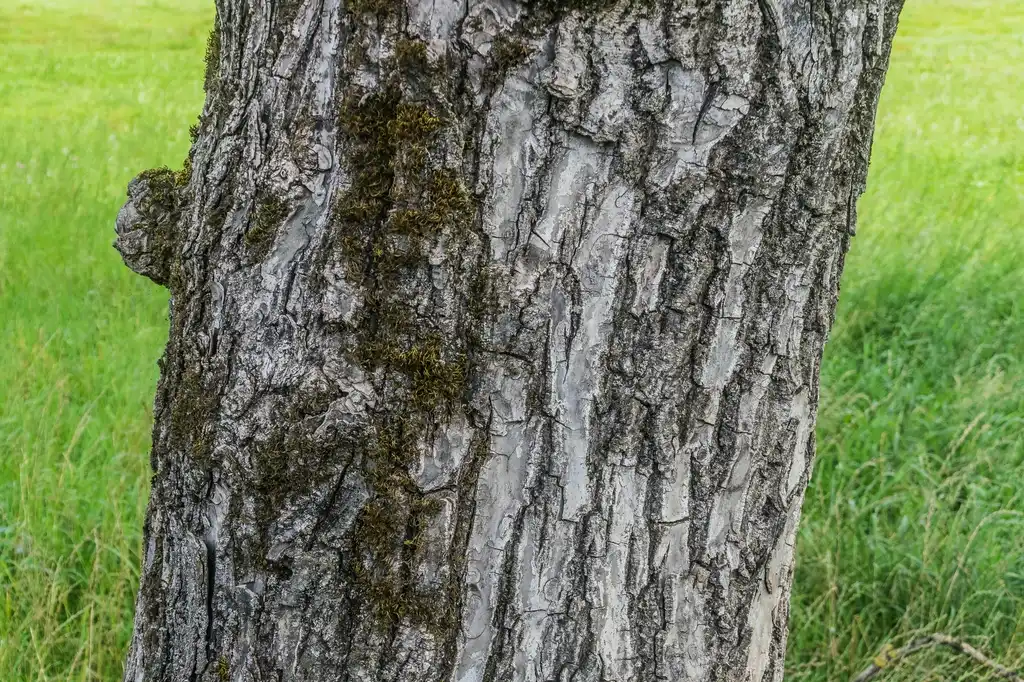 Photo of Juglans regia - Bark:Krzysztof Golik
