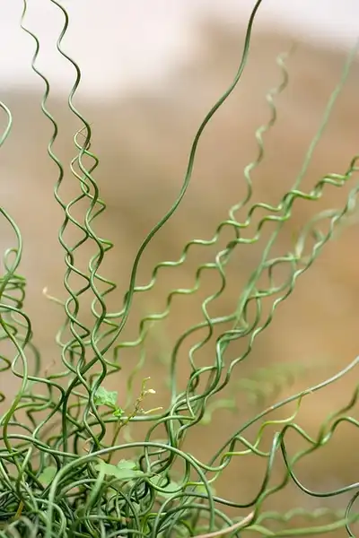 Photo of Juncus effusus 'Spiralis' (Juncus effusus 'Spiralis's)