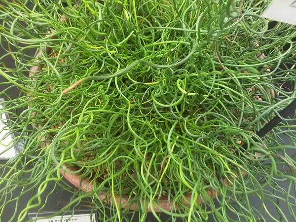 Photo of Juncus effusus 'Spiralis' (Juncus effusus 'Spiralis's)