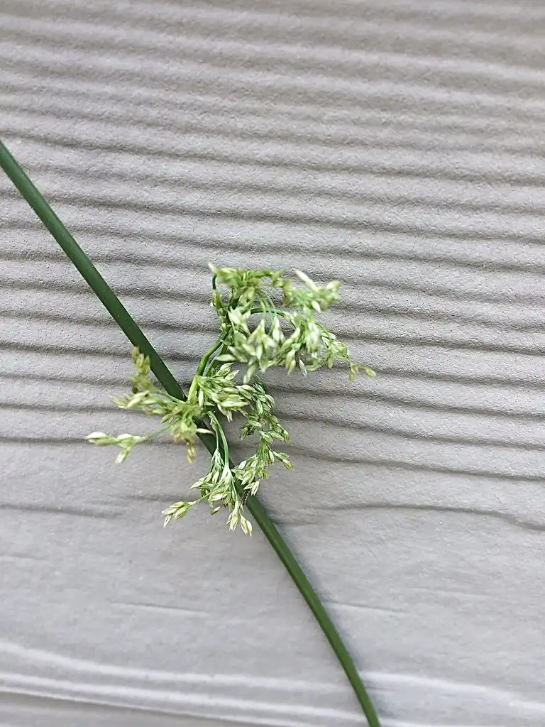 Photo of Juncus effusus 'Spiralis' - flower, spring, Durham County, NC:Carol Tierney