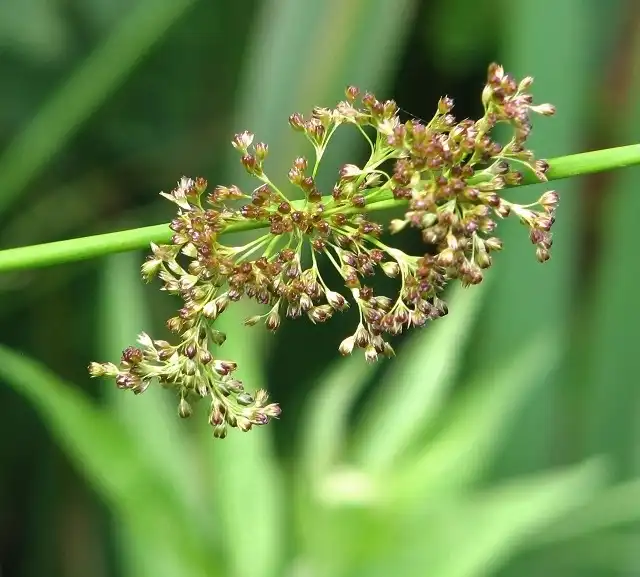 Photo of Juncus effusus subsp. solutus (Juncus effusus subsp. solutuss)