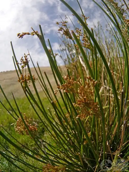 Фото Juncus effusus (Juncus effususs)