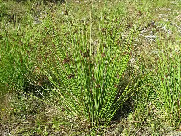 Фото Juncus effusus (Juncus effususs)