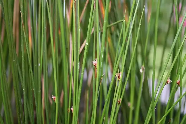 Фото Juncus effusus - Juncus effusus:Celeste Ramsay
