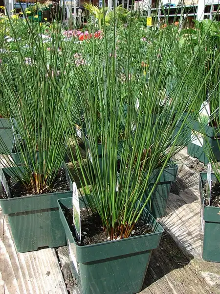 Фото Juncus effusus - Juncus effusus:Forest and Kim Starr