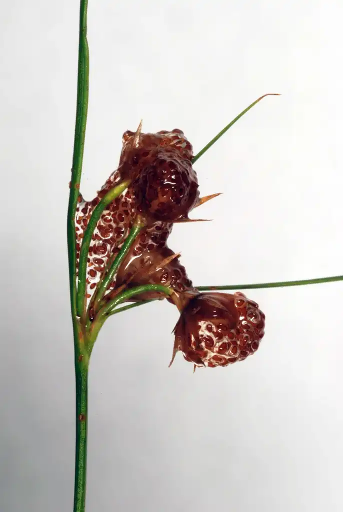 Фото Juncus tenuis (Juncus tenuiss)