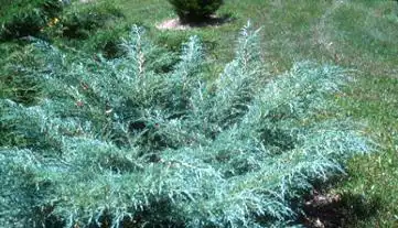 Photo of Juniperus chinensis 'Angelica Blue' (Juniperus chinensis 'Angelica Blue's)