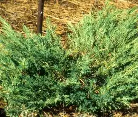 Фото Juniperus chinensis 'Blue Vase' (Juniperus chinensis 'Blue Vase's)